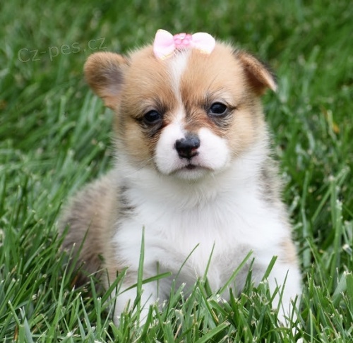 Prodm tata MINI Pembroke Welsh Corgi.