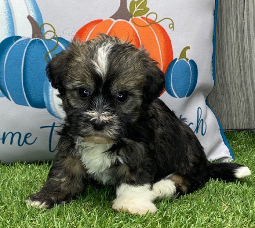 Mini Havanese tata na prodej.