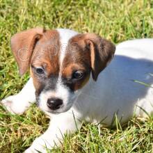 JACK RUSSELL