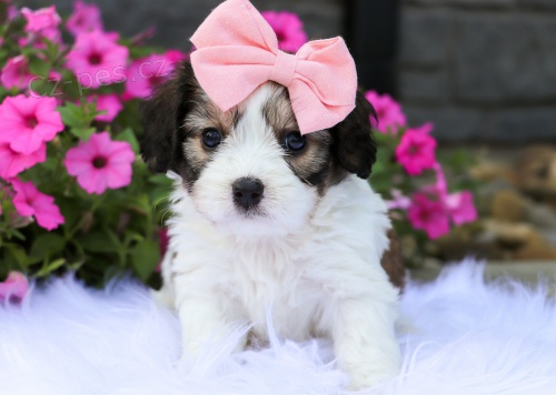 TATA CAVACHONA k adopci