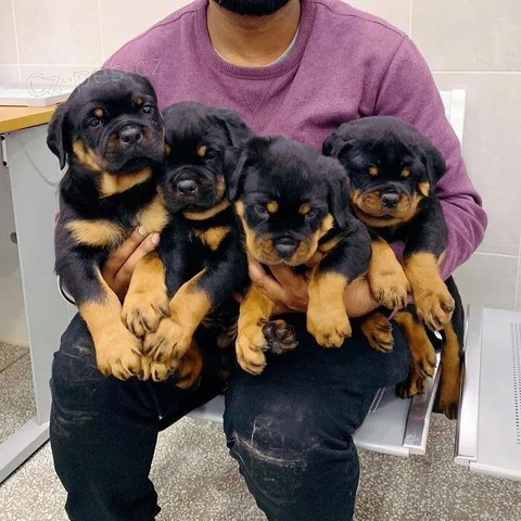 Rottweiler 