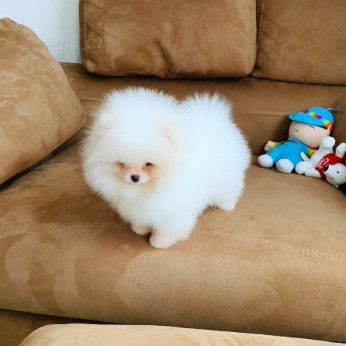 Mini pomeranian bez PP