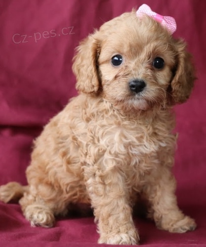 Vnoce a nov rok Cavapoo tata k adopci