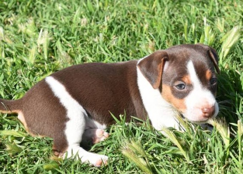 mini zdrav tata jack russell terira k adopci.