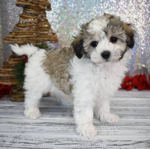 Krsn a okovan ttka MALTIPOO mini