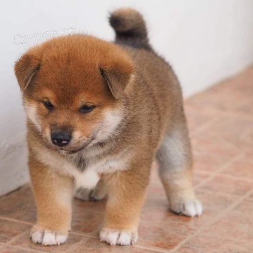 tata shiba inu pipravena a nyn k vnocm.