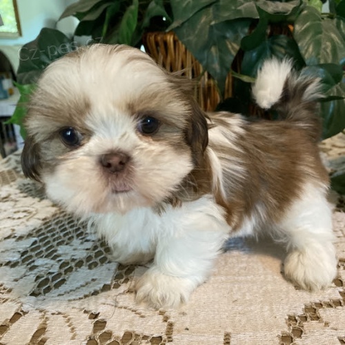 Prodm tata fenky a pejsky SHIH TZU