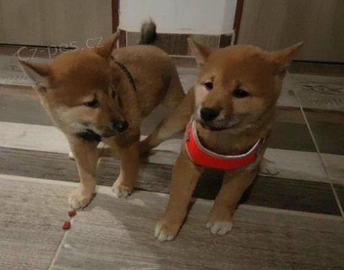 tata SHIBA INU k adopci