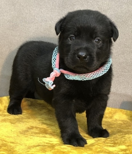 tata labradorskho retrvra k adopci