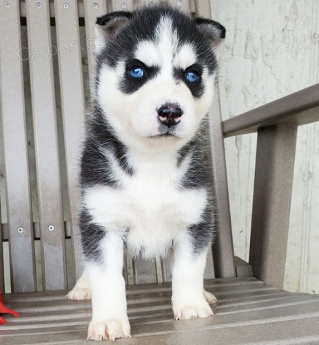 samice a samce sibiskho huskyho s krsnma modrma oima k adopci.