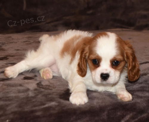 Krsn tata Kavalr King Charles Spaniel jsou k dispozici a pipravena k prodeji.