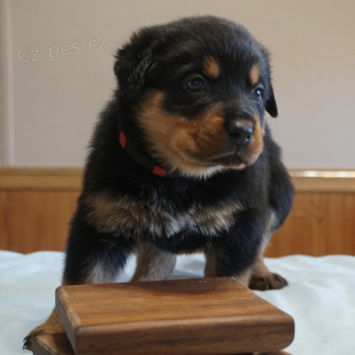 TATA ROTTWEILERA k adopci.