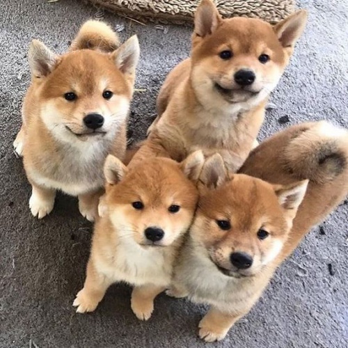 zdrav, okovan a oderven tata shiba inu k adopci