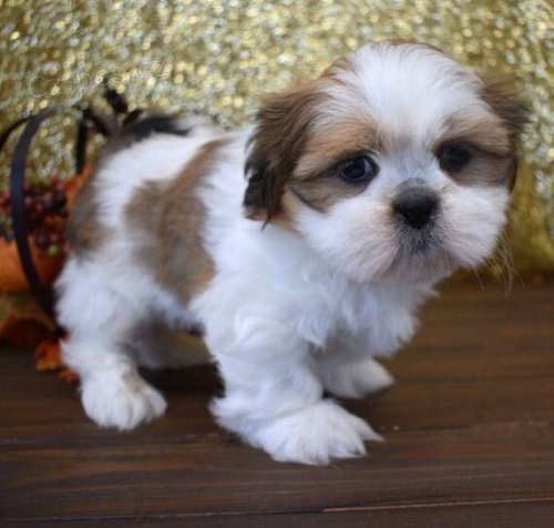 krsn, okovan, oderven a zdrav ttka SHIH TZU k adopci