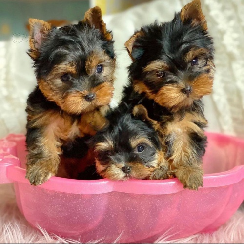 Mini tata yorkie k adopci