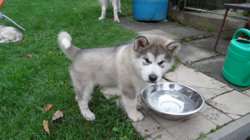 Aljask dti Malamute jsou k dispozici co nejdve