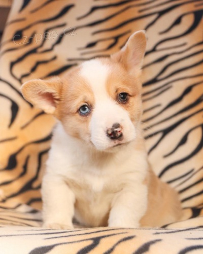 tata Welsh corgi pembroke k dispozici