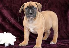 tata boerboel na prodej