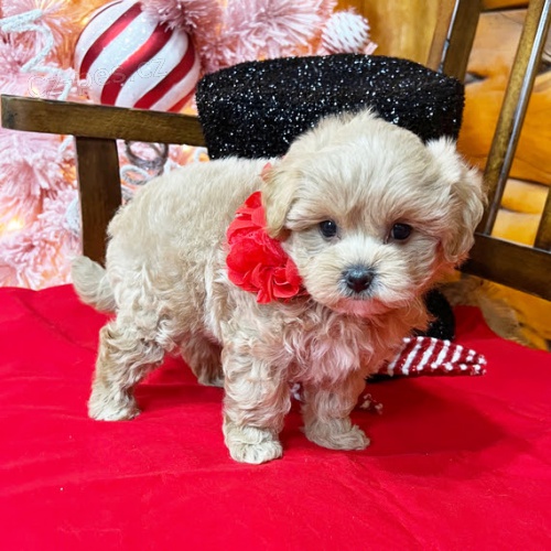 miniaturn tata MALTIPOO k adopci