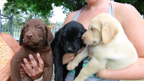 tata labradorskho retrvra k adopci