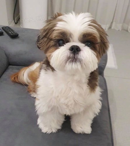 Prodm okovan tata SHIH TZU