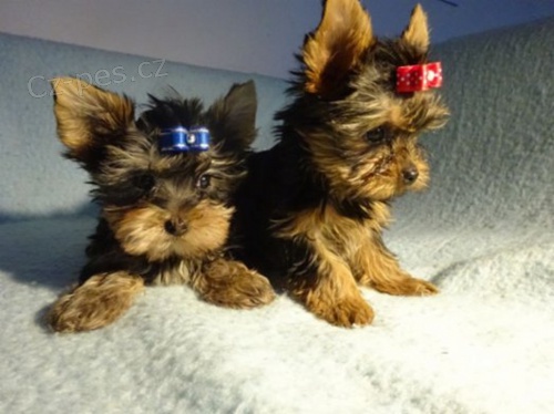 Yorkshire terrier bez PP