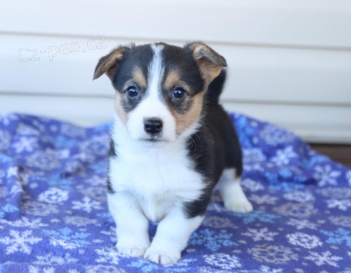 ndhern ttka welsh corgi (Pembroke) hledajc vn domov