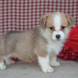 Corgi Pembroke tata.