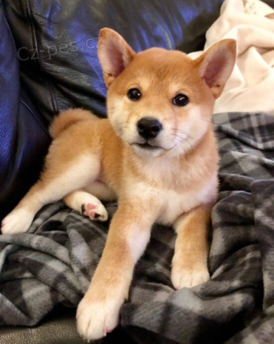 Prodm rozkon miminka tata shiba inu