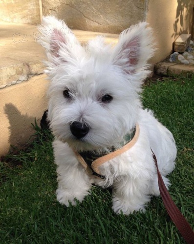 Prodm tata West Highland White Terriers Mme k prodeji nkolik okovanch a odervench vrh tat West Highland White terir.