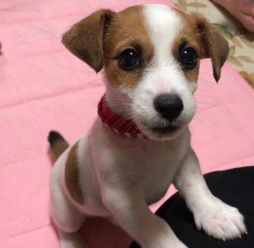 Prodm tata jack russell terira.