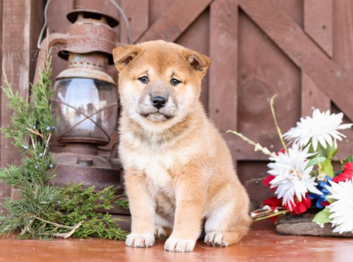 Shiba Inu tata.