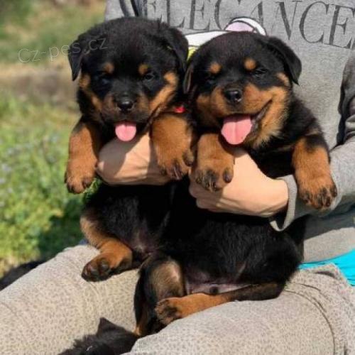 tata rottweiler.