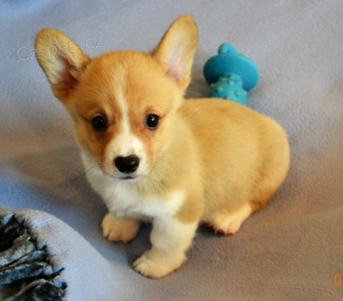 Corgi pembroke tata.