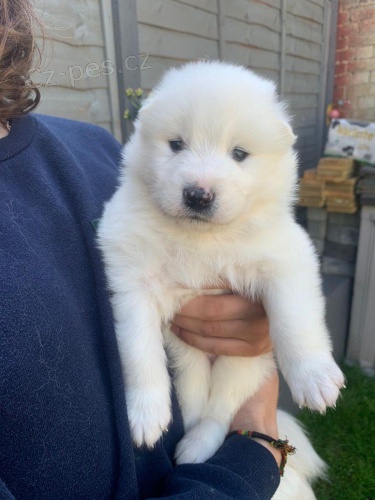 Samoyed tata.