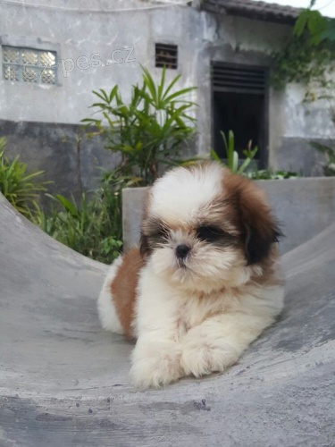 tata SHIH TZU k adopci