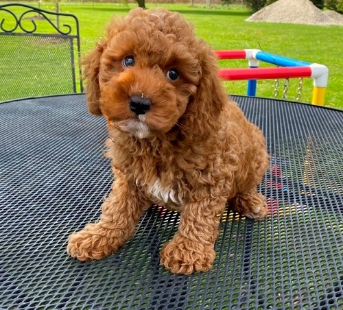 Krsn F1 Cavapoo tata.