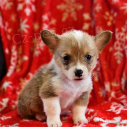 Welsh Corgi Pembroke tata.