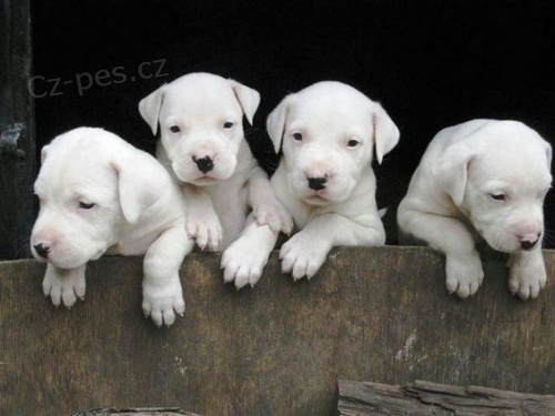 okovan a oderven Dogo argentino adopce tat.