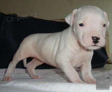 okovan a oderven Dogo argentino adopce tat.