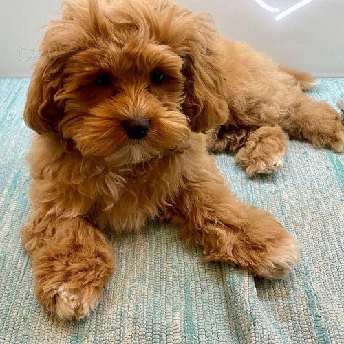 Merukov tata Maltipoo.