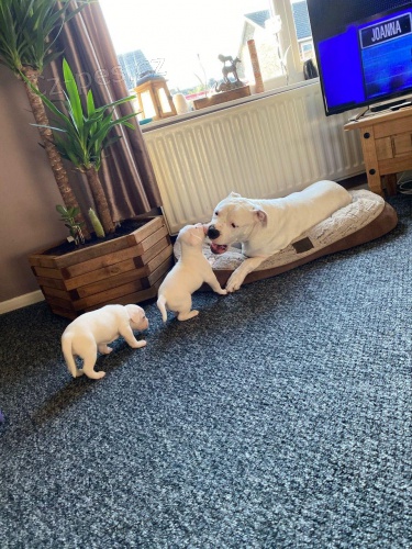 Cachorros de bulldog americano.