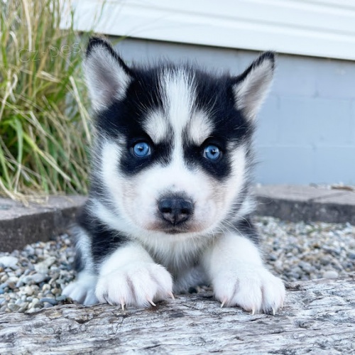 Rozkon ttka sibiskho huskyho s krsnma modrma oima k adopci. ttka jsou vechna oderven, okovan a socializovan.