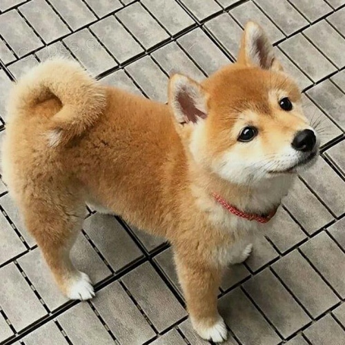 Prodm roztomil ttka shiba inu