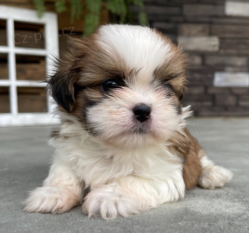 tata SHIH TZU k adopci