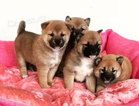 tata Shiba Inu k dispozici