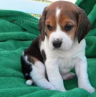 tata Beagle k dispozici