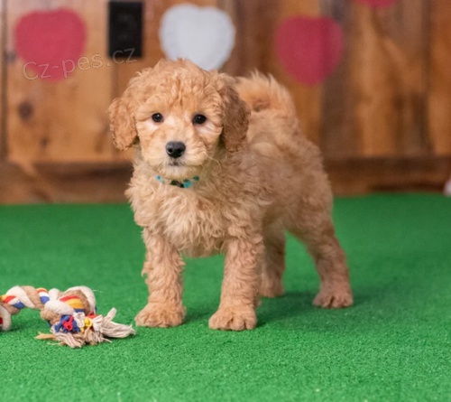 tata Goldendoodle k dispozici