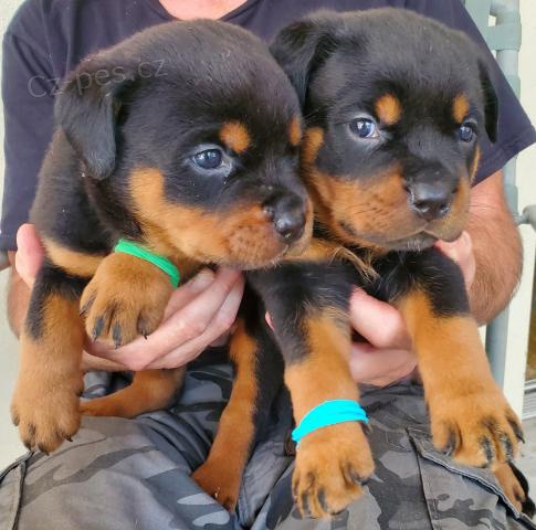 Roztomil tata rottweiler.