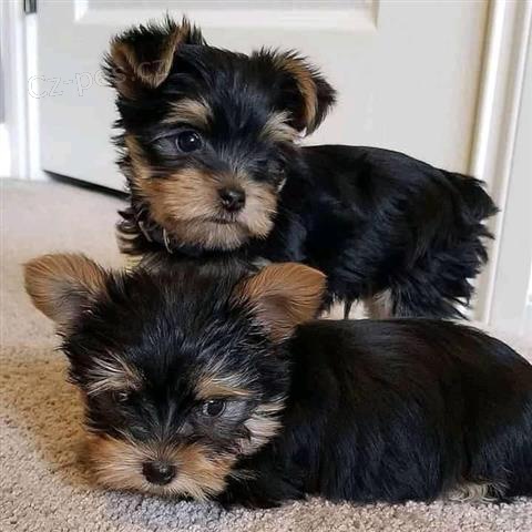 Cachorros de Yorkshire Terrier.